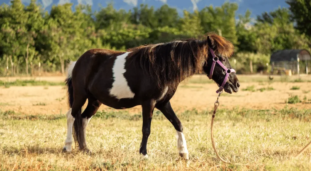 Chyna the mini horse at Ho'omaluhia Horse Rescue, Waialua, Hawaii