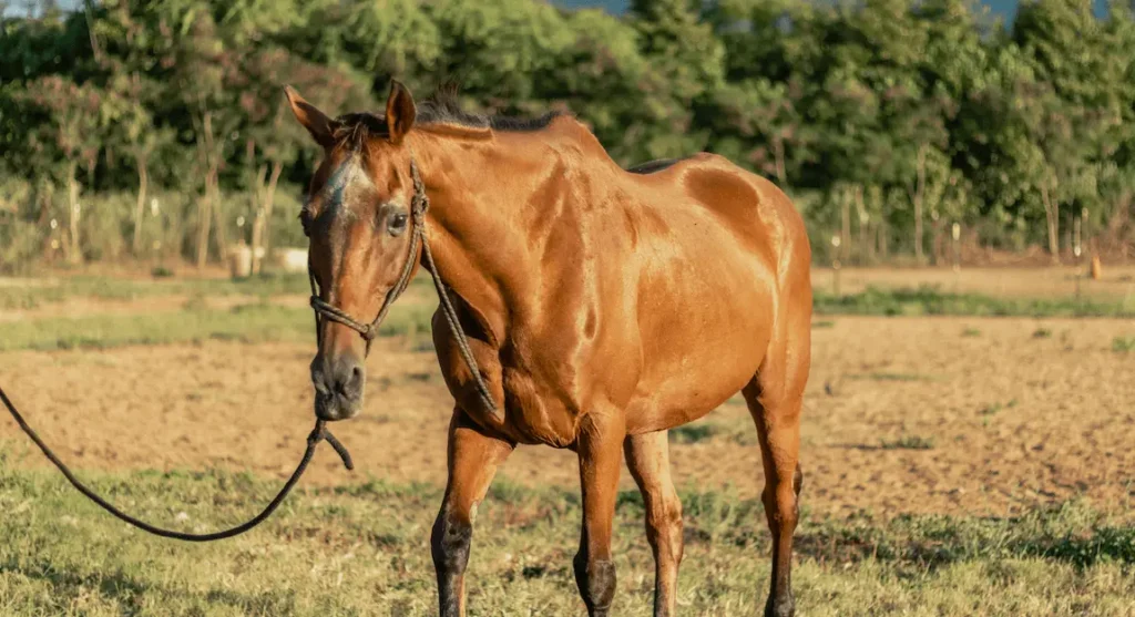 Delfina, an elderly chestnut horse, at Ho'omaluhia Horse Rescue, Waialua, Hawaii