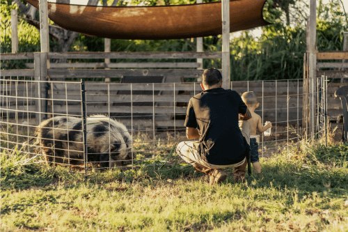 Father and son facing away from the camera, kneeling and looking at pigs in the petting zoo.