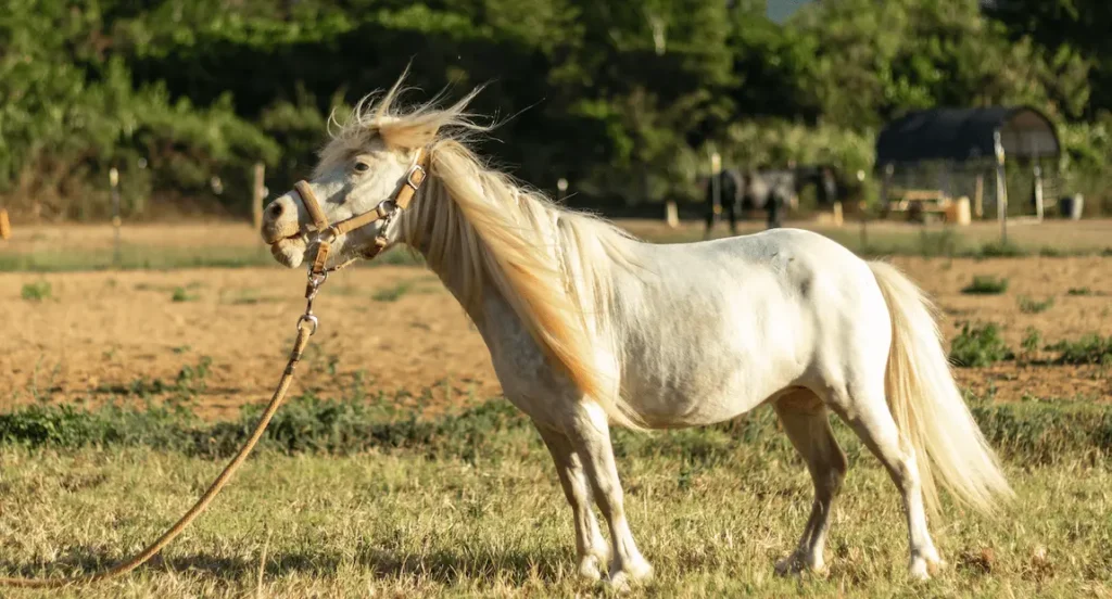 Indy, a mini horse with white coat and tail, at Ho'omaluhia Horse Rescue, Wailalua, Hawaii