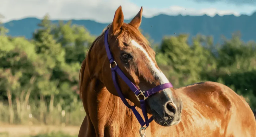 Marbea, a pretty chestnut horse with white face markings, stands in front of the mountains on the North Shore of Oahu