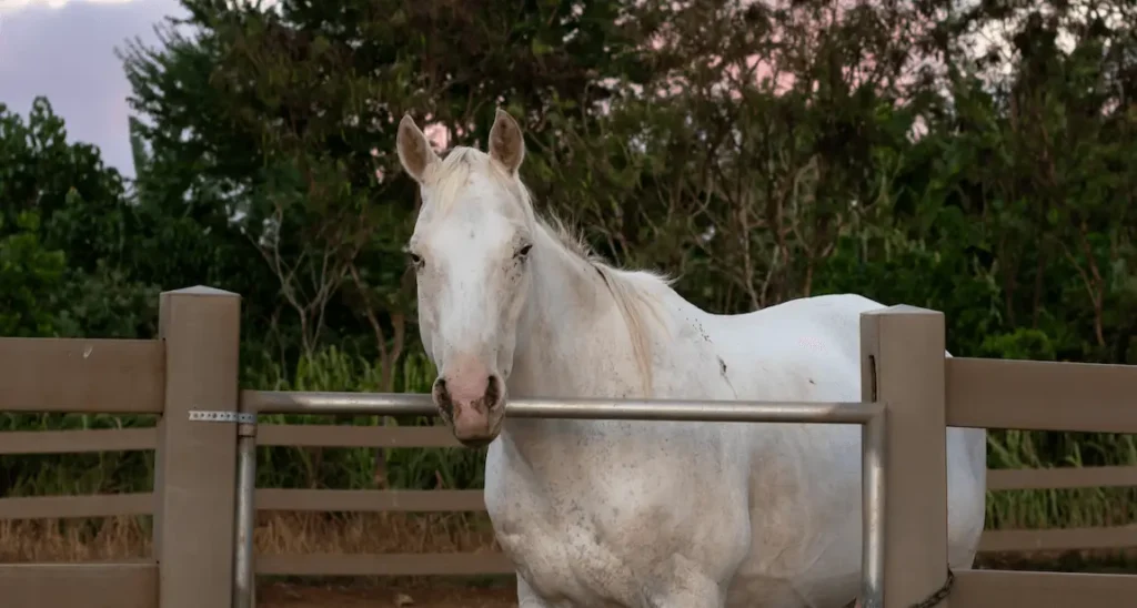 Marley, a white horse with light pink nose, stands at the edge of a paddock fence at Ho'omaluhia Horse Rescue