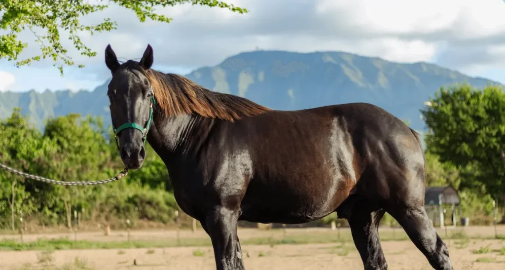 Raven, a beautiful dark-coated horse, stands in the field with the mountains of Waialua in the background