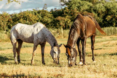 Two rescue horses (one white, one dark brown) grazing at Ho'omaluhia Horse Rescue