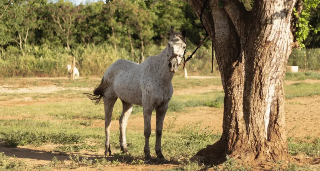 Sparkles, a white horse with light spots all over her coat, stands by a tree at Ho'omaluhia Horse Rescue on the North Shore