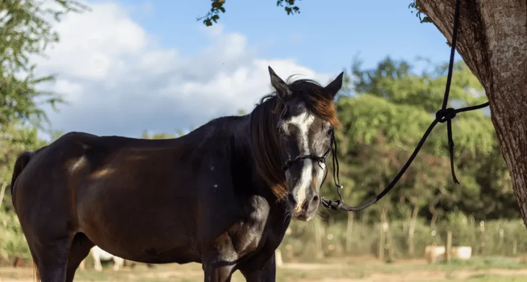 Youka, a dark-coated horse with white facial markings, stands by a tree at Ho'omaluhia Horse Rescue